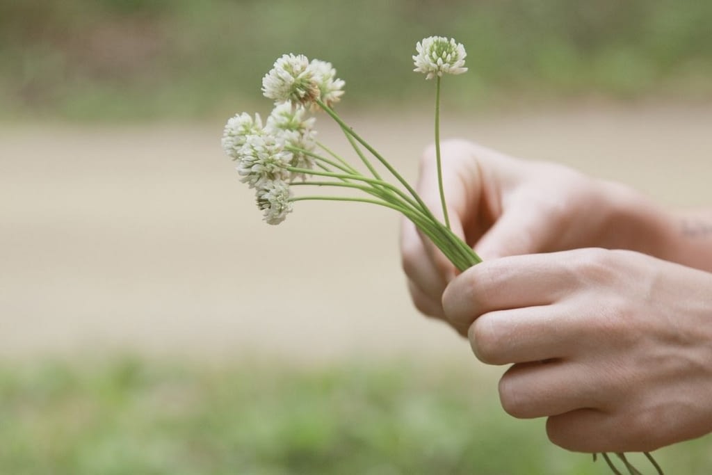 The Pursuit of Gentleness | Becca Wierwille